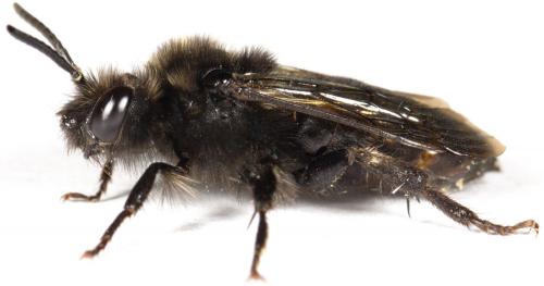 Réf. 228 349 : Melecta albifrons