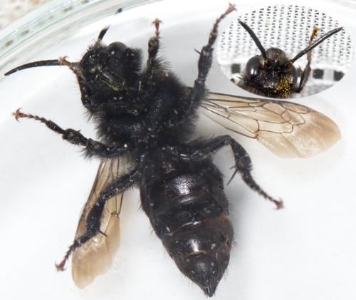 Réf. 228 351 : Melecta albifrons