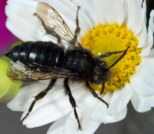 Réf. 228 348 : Melecta albifrons