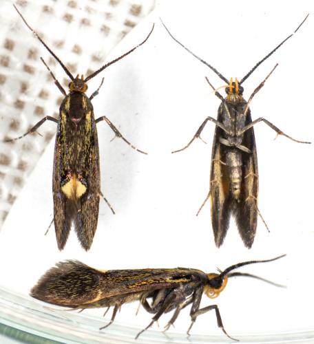 Réf. 228 343 : Esperia sulphurella