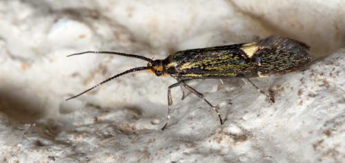 Esperia sulphurella
