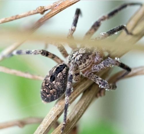 Zoropsis spinimana