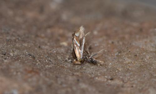 Réf. 228 315 : Phyllonorycter sp.