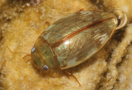 Laccophilus hyalinus