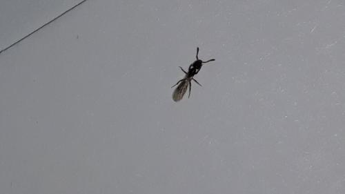 Réf. 228 180 : Ponerinae inconnu