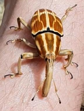 Réf. 228 775 : Poteriophorus sp.