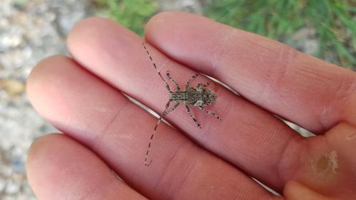 Mesosa nebulosa
