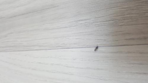 Metopoplax ditomoides