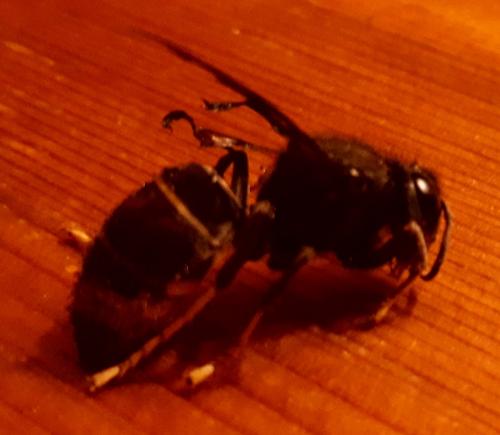 Vespa velutina