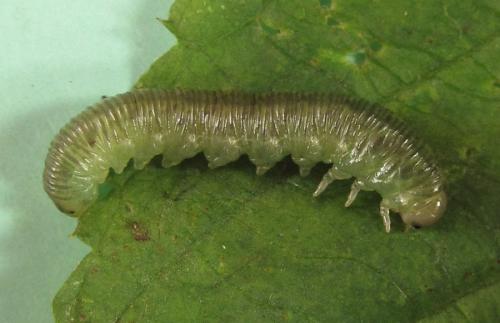 Macrophyopsis nebulosum