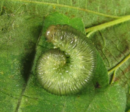 Macrophyopsis nebulosum