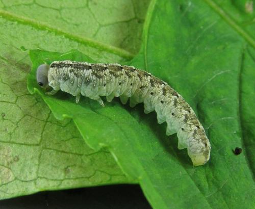 Macrophyopsis nebulosum
