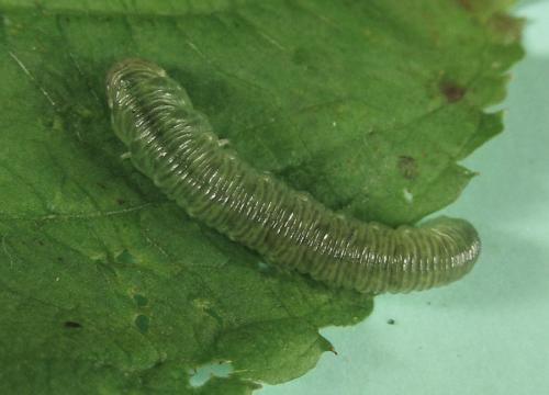 Macrophyopsis nebulosum