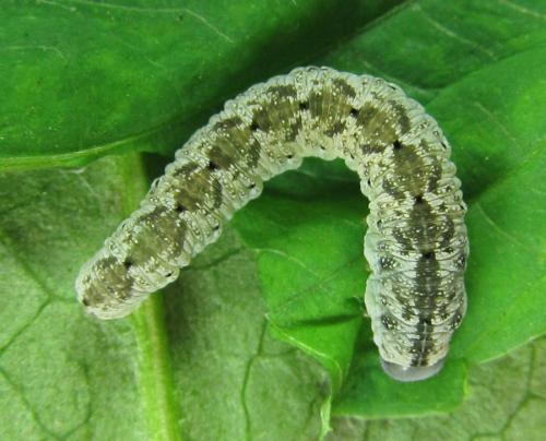 Macrophyopsis nebulosum