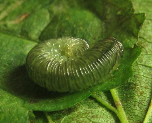 Macrophyopsis nebulosum