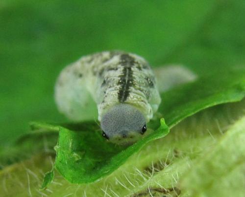 Macrophyopsis nebulosum