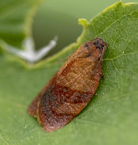 Réf. 228 530 : Cacoecimorpha pronubana
