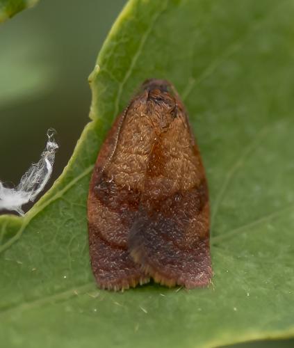Réf. 228 531 : Cacoecimorpha pronubana