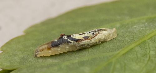 Episyrphus balteatus