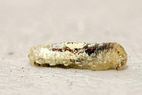 Réf. 228 528 : Episyrphus balteatus