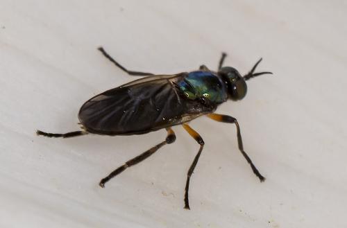 Réf. 228 919 : Actina chalybea