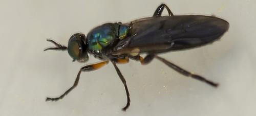 Réf. 228 918 : Actina chalybea