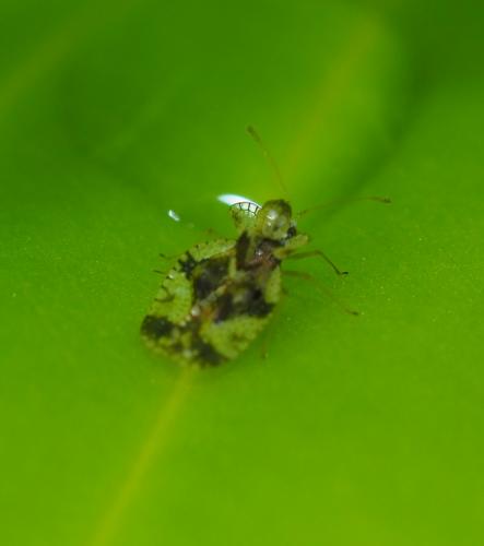 Stephanitis sp.