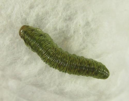 Macrophyopsis nebulosum