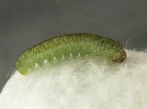 Macrophyopsis nebulosum