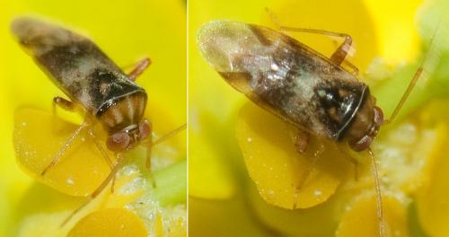 Pinalitus conspurcatus