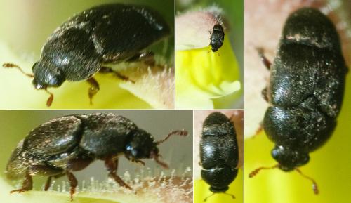 Réf. 228 570 : Brachypterolus sp.