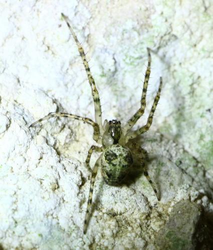 Réf. 228 143 : Metellina merianae