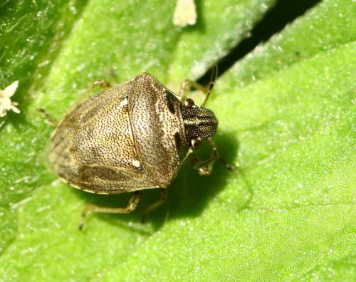 Réf. 228 120 : Eysarcoris ventralis