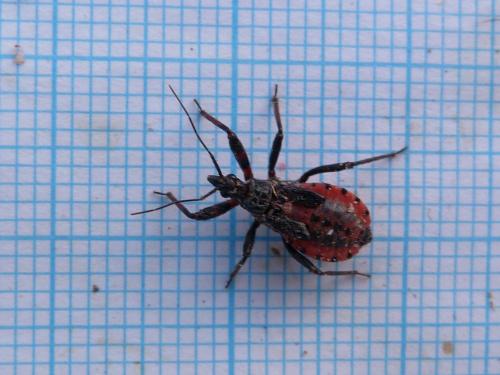Rhynocoris annulatus
