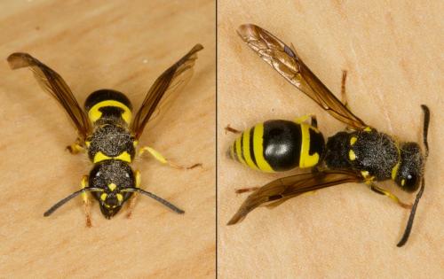 Ancistrocerus nigricornis