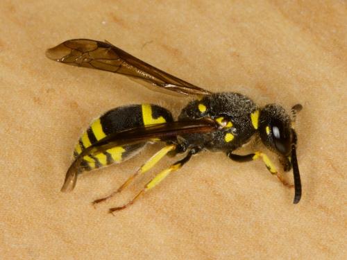 Ancistrocerus nigricornis