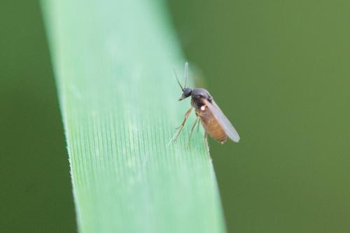 Atrichopogon sp.