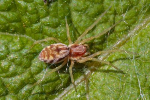 Nigma flavescens