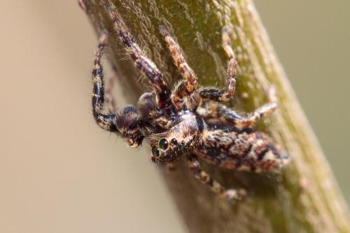 Marpissa muscosa