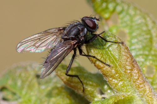 Réf. 228 532 : Delia radicum