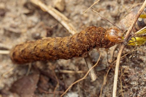 Noctua fimbriata