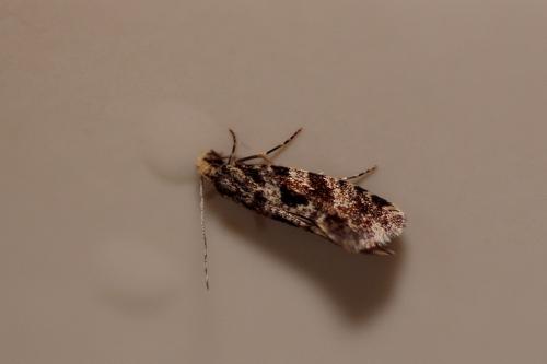 Réf. 228 671 : Nemapogon sp.