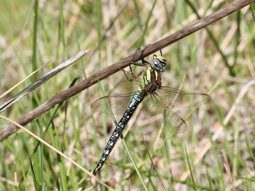 Brachytron pratense