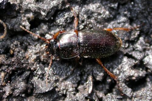 Réf. 228 000 : Harpalus affinis