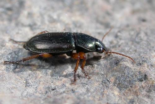 Réf. 228 001 : Harpalus affinis