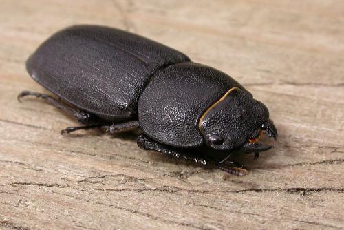 Dorcus parallelipipedus