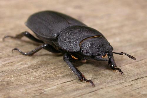 Dorcus parallelipipedus