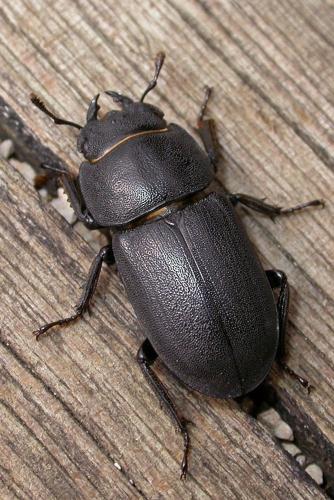 Réf. 228 071 : Dorcus parallelipipedus