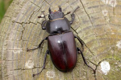 Lucanus cervus