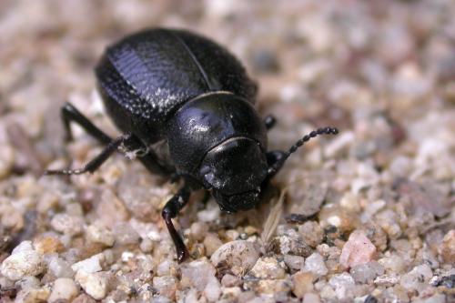 Pimelia payraudi